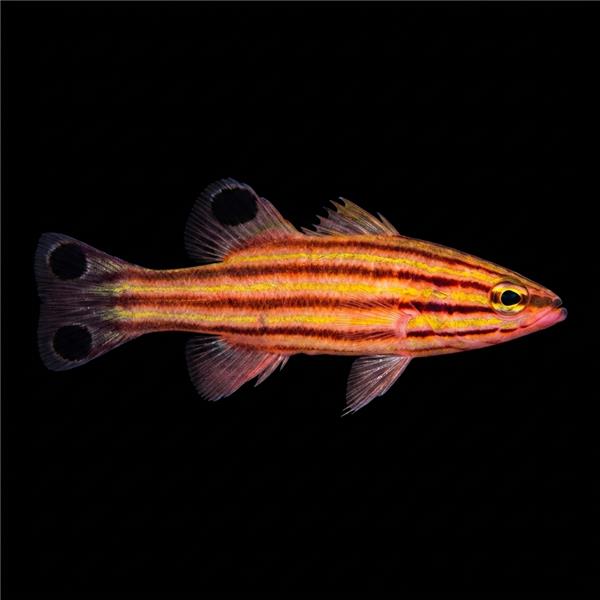 فرشته ماهی کورال بیوتی coral beauty angelfish