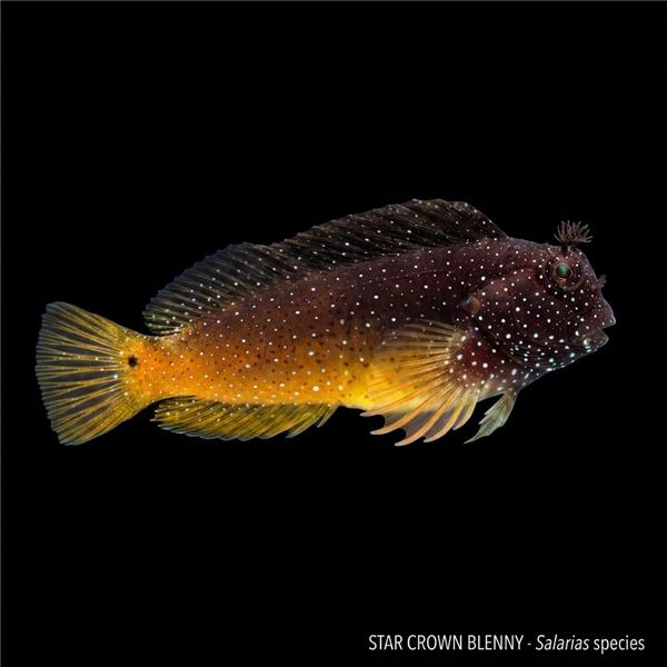 فرشته ماهی کورال بیوتی coral beauty angelfish