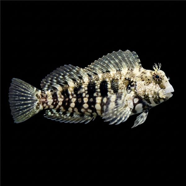 فرشته ماهی کورال بیوتی coral beauty angelfish