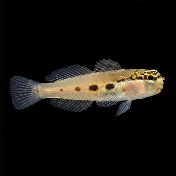 فرشته ماهی کورال بیوتی coral beauty angelfish