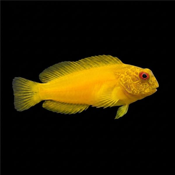 فرشته ماهی کورال بیوتی coral beauty angelfish