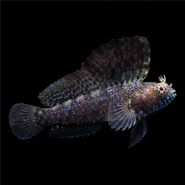 فرشته ماهی کورال بیوتی coral beauty angelfish