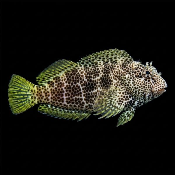 فرشته ماهی کورال بیوتی coral beauty angelfish