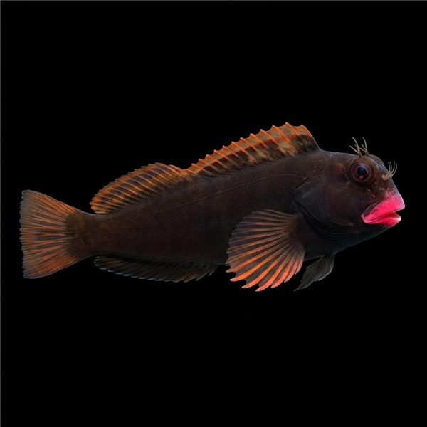 فرشته ماهی کورال بیوتی coral beauty angelfish