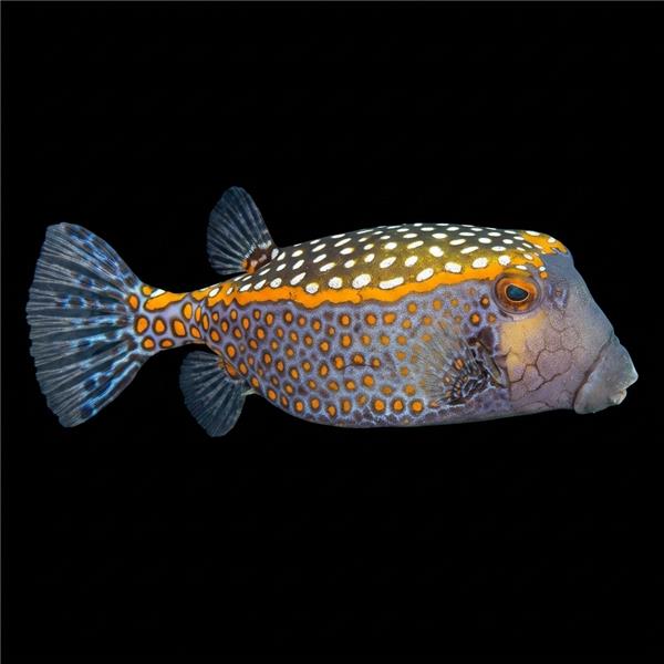 فرشته ماهی کورال بیوتی coral beauty angelfish