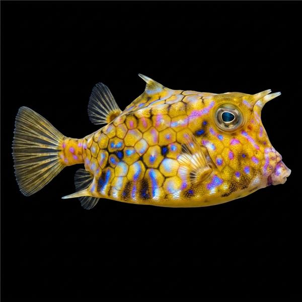 فرشته ماهی کورال بیوتی coral beauty angelfish