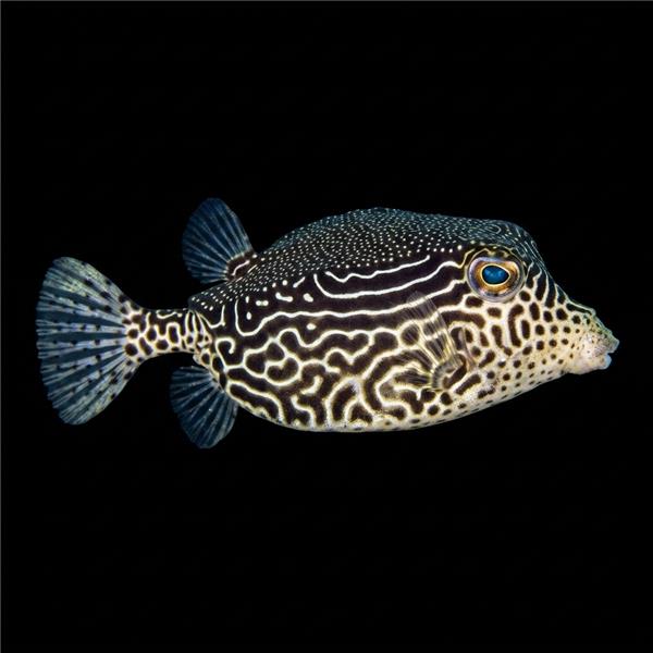 فرشته ماهی کورال بیوتی coral beauty angelfish