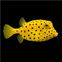 فرشته ماهی کورال بیوتی coral beauty angelfish