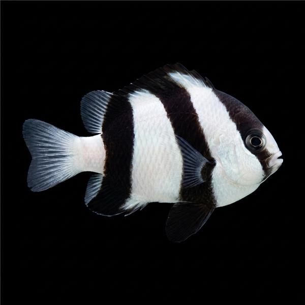 فرشته ماهی کورال بیوتی coral beauty angelfish