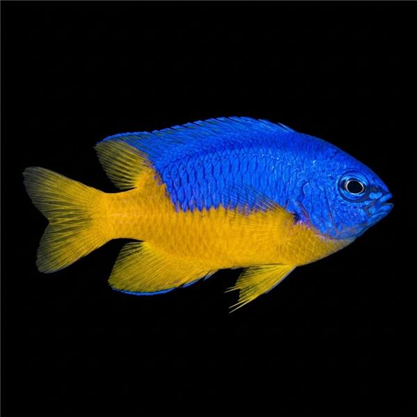 فرشته ماهی کورال بیوتی coral beauty angelfish