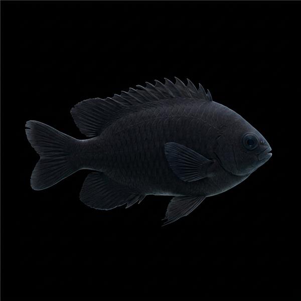 فرشته ماهی کورال بیوتی coral beauty angelfish