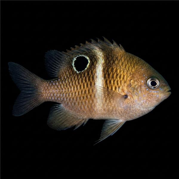 فرشته ماهی کورال بیوتی coral beauty angelfish
