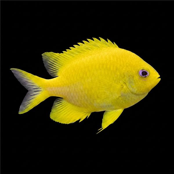 فرشته ماهی کورال بیوتی coral beauty angelfish