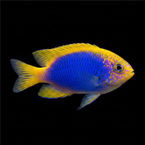 فرشته ماهی کورال بیوتی coral beauty angelfish