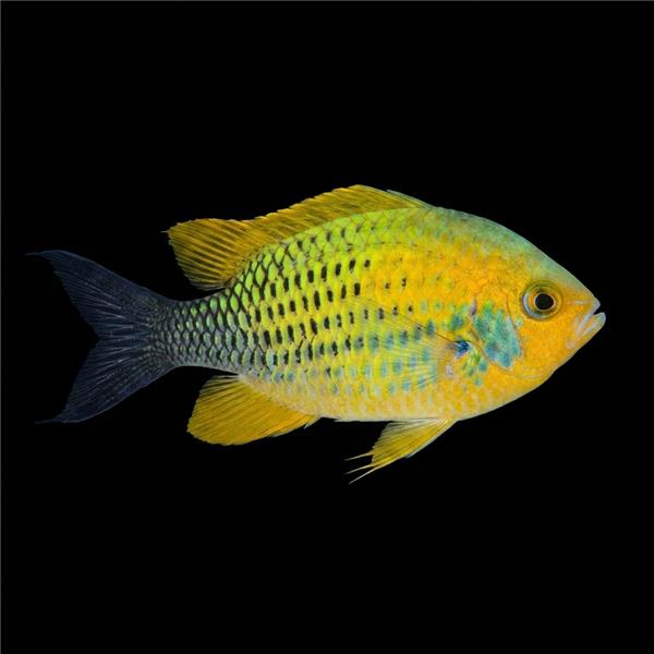 فرشته ماهی کورال بیوتی coral beauty angelfish