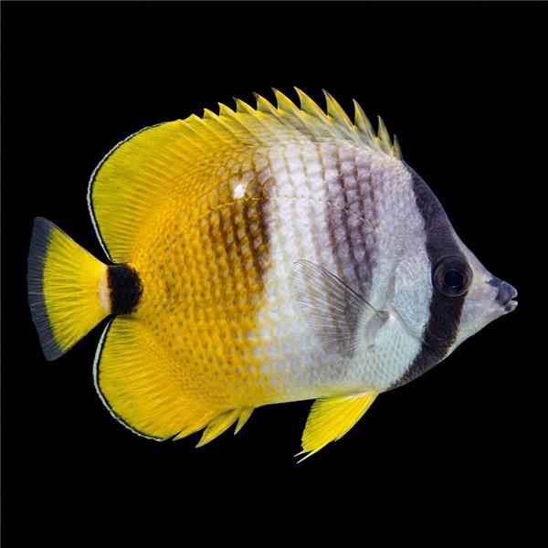 فرشته ماهی کورال بیوتی coral beauty angelfish