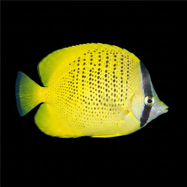 فرشته ماهی کورال بیوتی coral beauty angelfish