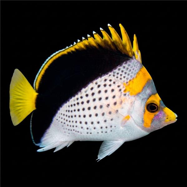 فرشته ماهی کورال بیوتی coral beauty angelfish