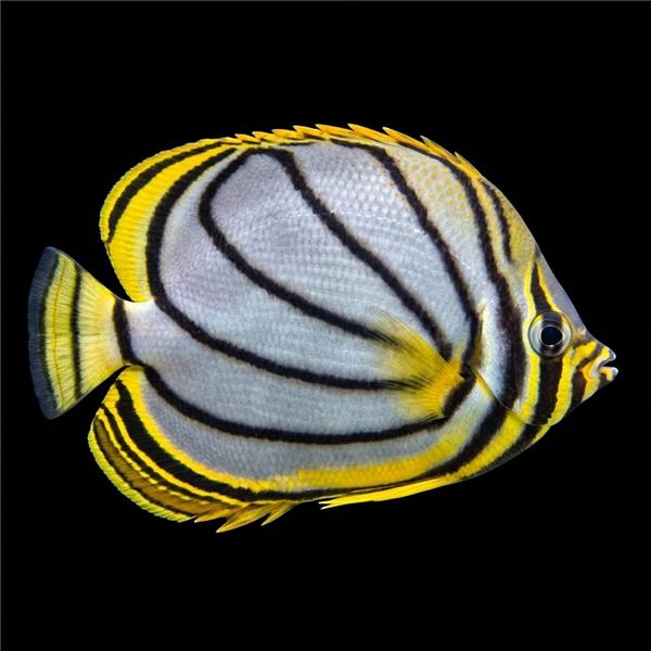 فرشته ماهی کورال بیوتی coral beauty angelfish