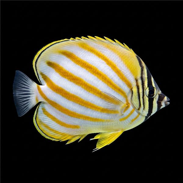 فرشته ماهی کورال بیوتی coral beauty angelfish