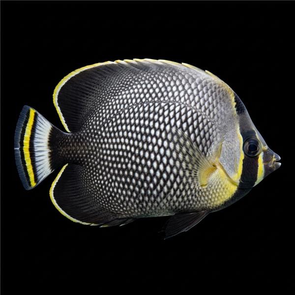 فرشته ماهی کورال بیوتی coral beauty angelfish