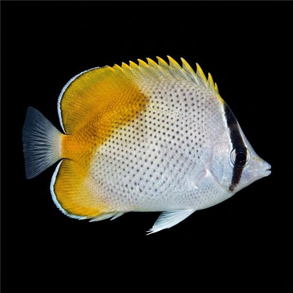 فرشته ماهی کورال بیوتی coral beauty angelfish