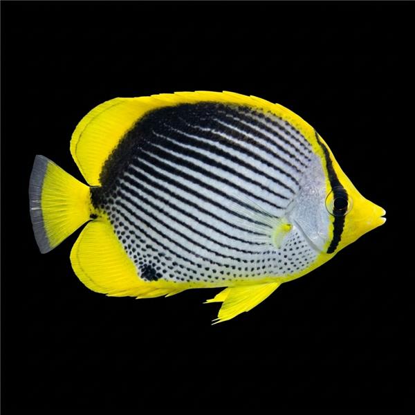 فرشته ماهی کورال بیوتی coral beauty angelfish