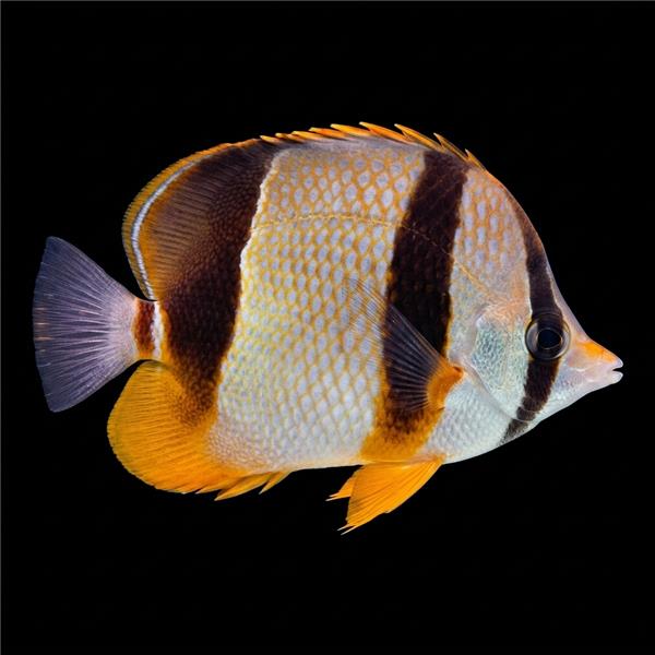 فرشته ماهی کورال بیوتی coral beauty angelfish