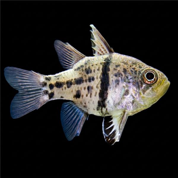 فرشته ماهی کورال بیوتی coral beauty angelfish