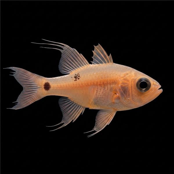 فرشته ماهی کورال بیوتی coral beauty angelfish