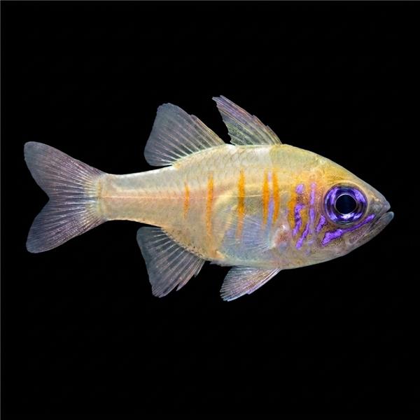 فرشته ماهی کورال بیوتی coral beauty angelfish
