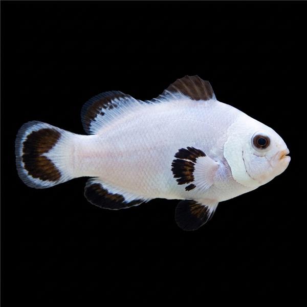 فرشته ماهی کورال بیوتی coral beauty angelfish