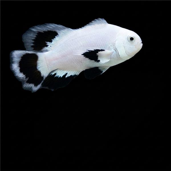 فرشته ماهی کورال بیوتی coral beauty angelfish