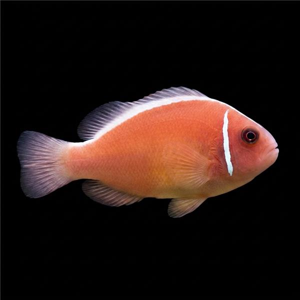 فرشته ماهی کورال بیوتی coral beauty angelfish