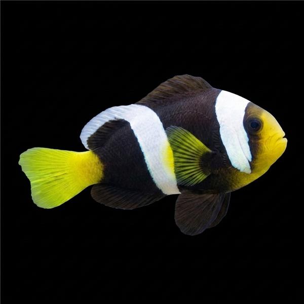 فرشته ماهی کورال بیوتی coral beauty angelfish