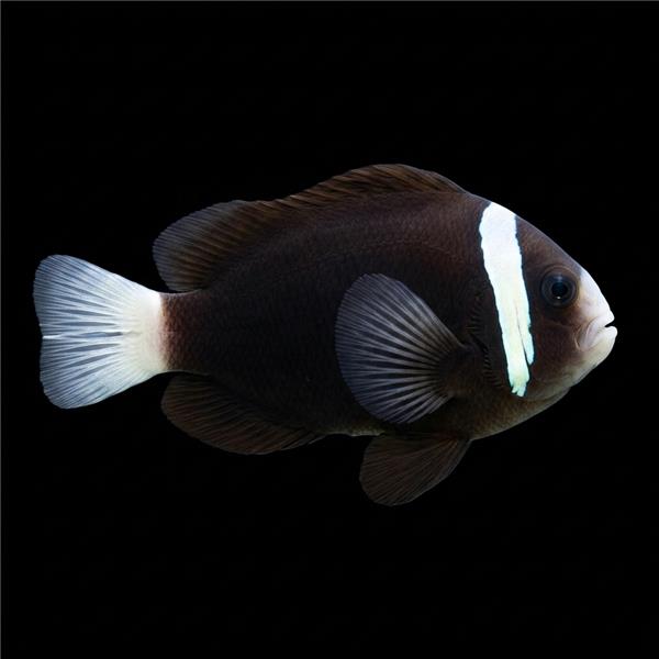 فرشته ماهی کورال بیوتی coral beauty angelfish