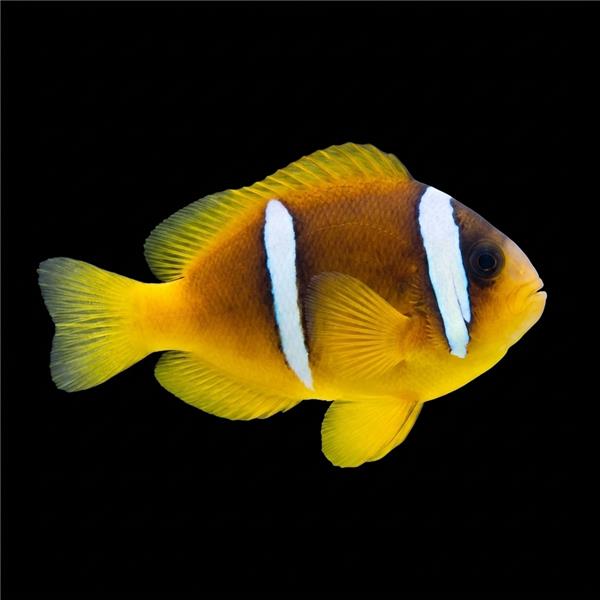 فرشته ماهی کورال بیوتی coral beauty angelfish