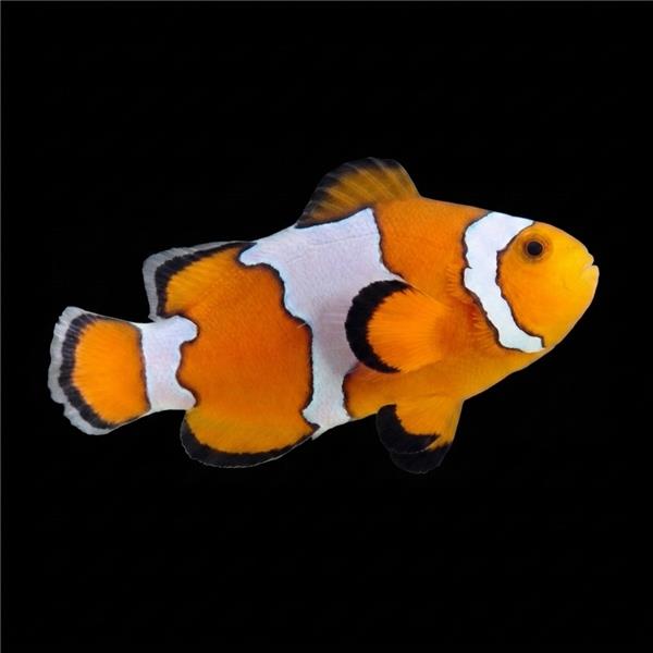 فرشته ماهی کورال بیوتی coral beauty angelfish