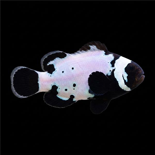 فرشته ماهی کورال بیوتی coral beauty angelfish