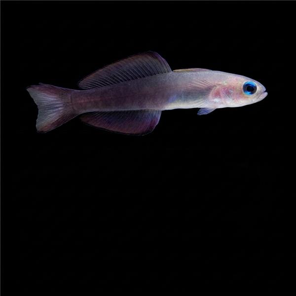 فرشته ماهی کورال بیوتی coral beauty angelfish