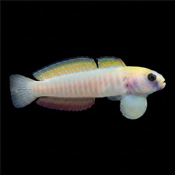 فرشته ماهی کورال بیوتی coral beauty angelfish
