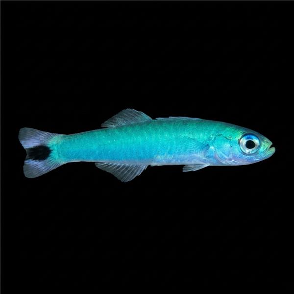 فرشته ماهی کورال بیوتی coral beauty angelfish