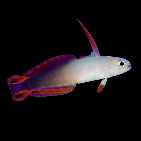 فرشته ماهی کورال بیوتی coral beauty angelfish