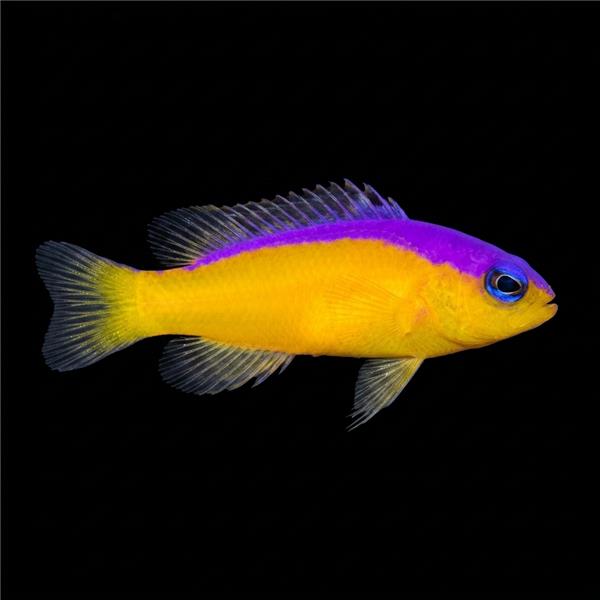 فرشته ماهی کورال بیوتی coral beauty angelfish