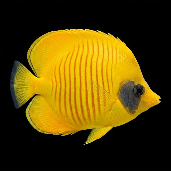 فرشته ماهی کورال بیوتی coral beauty angelfish