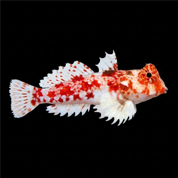 فرشته ماهی کورال بیوتی coral beauty angelfish