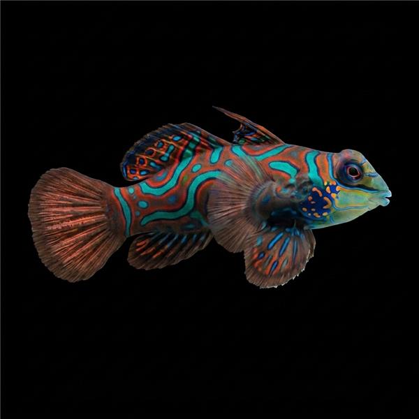 فرشته ماهی کورال بیوتی coral beauty angelfish