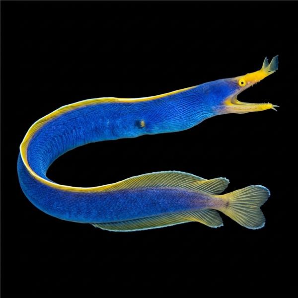 فرشته ماهی کورال بیوتی coral beauty angelfish
