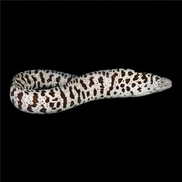 فرشته ماهی کورال بیوتی coral beauty angelfish