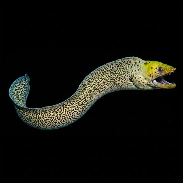 فرشته ماهی کورال بیوتی coral beauty angelfish